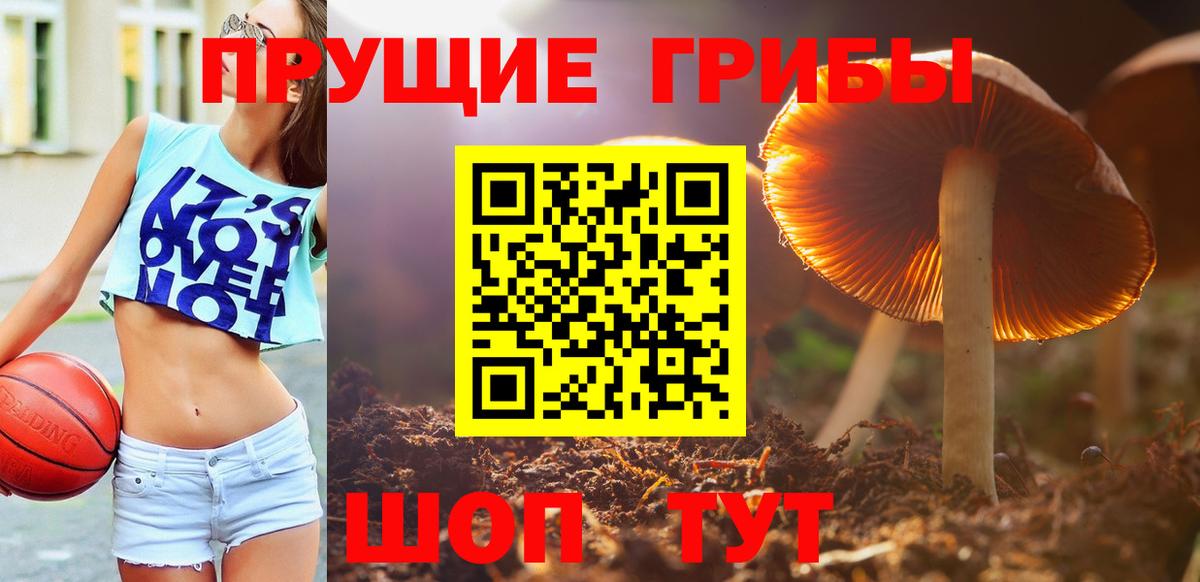 Великий Устюг  Псилоцибиновые грибы Psilocybine cubensis  Вход с VPN 